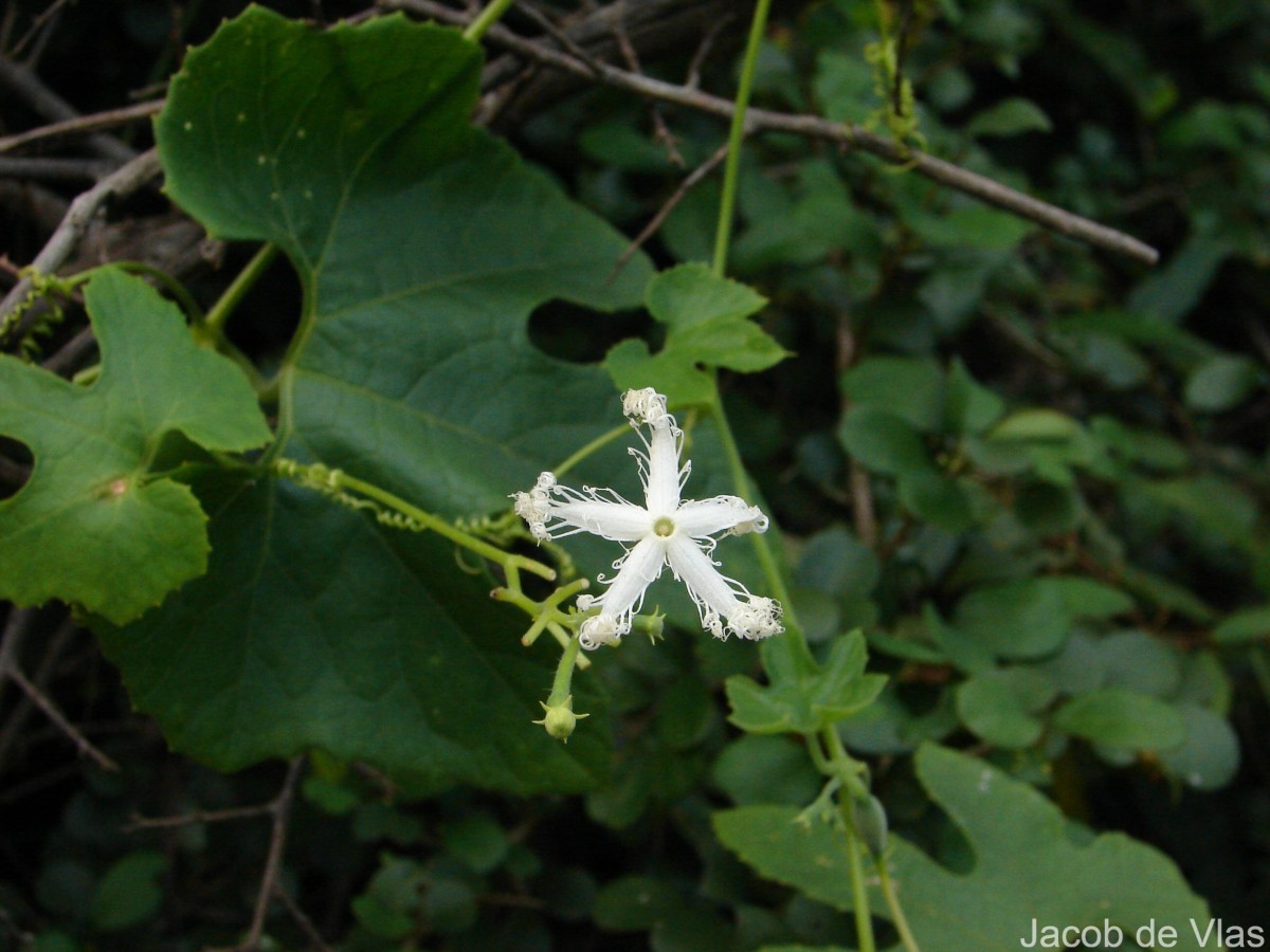 Trichosanthes cucumerina L.